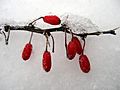 Berberis thunbergii berries