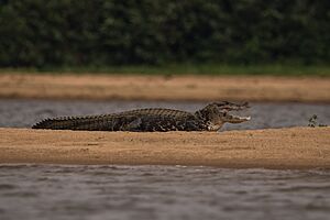 Black Caiman, Rio Guaporé - São Francisco do Guaporé - RO imported from iNaturalist photo 599533741