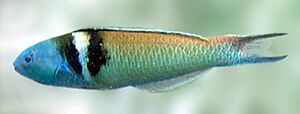 Blue-headed wrasse det