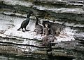 Brough of Birsay cormorant nest