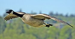 Canada goose flight cropped and NR