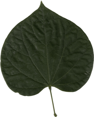 Cercis Canadensis Leaf