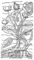 Clusius