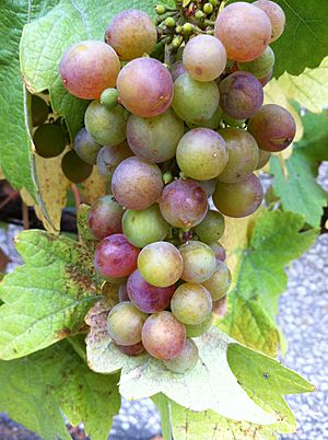 Cluster with immature grapes
