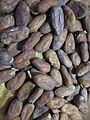 Cocoa bean roasted2