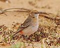 Crimson Chat female