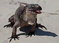 Cyclura cychlura inornata in the bahamas 2