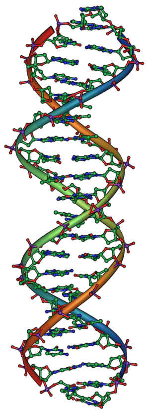DNA Overview2