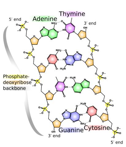DNA chemical structure