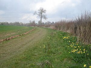 Daffodil Way approaching Dymock - geograph.org.uk - 768732