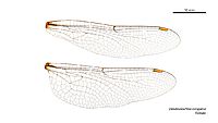 Dendroaeschna conspersa female wings (35019455656)