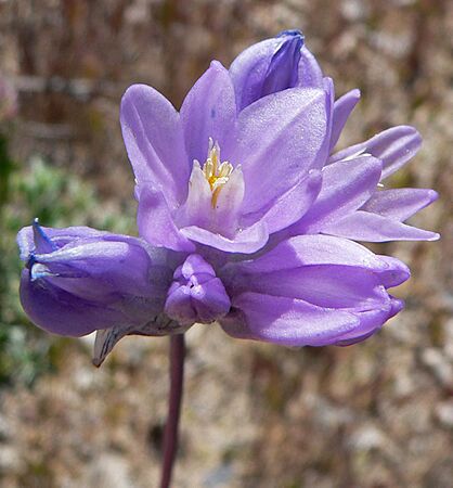 Dichelostemma capitatum 2