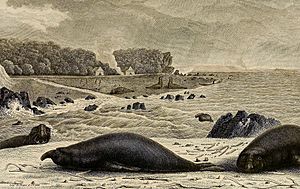 Elephant seals on King Island