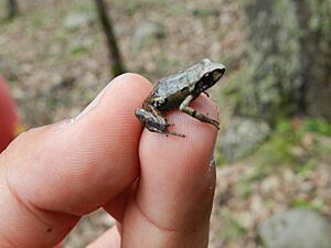 Eleutherodactylus angustidigitorum.jpg