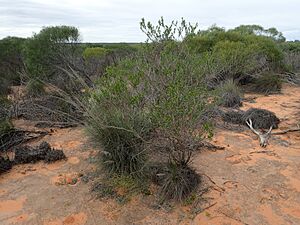 Eremophila occidens (habit)
