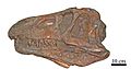 Erythrosuchus africanus 34