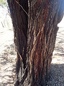 Eucalyptus caleyi bark