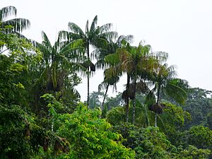 Euterpe oleracea salu.jpg