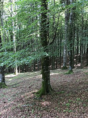 Fagus-sylvatica-cansiglio-forest-italy.jpg