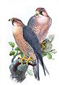 FalcoPeregrinusBabylonicusGould
