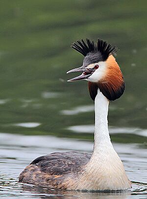 Flickr - Rainbirder - Great Crested Grebe (Podiceps cristatus)