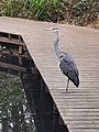 GT Heron on Boardwalk