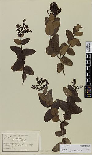 Gaultheria oppositifolia Hook.f. (AM AK6766).jpg