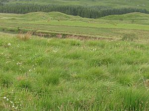 Glen Dochart, river dochart just visible, hairy highland cattle beyond - geograph.org.uk - 849171.jpg