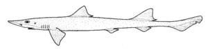 Gollum attenuatus (Slender smooth-hound)