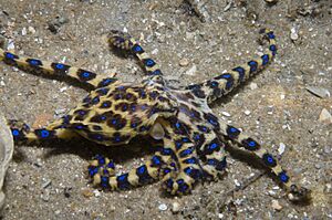Hapalochlaena maculosa side.jpg