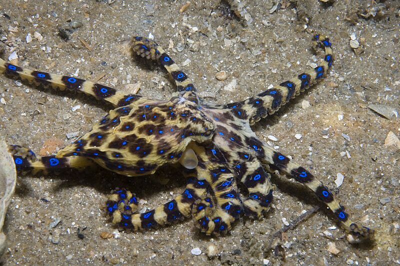 Hapalochlaena maculosa side