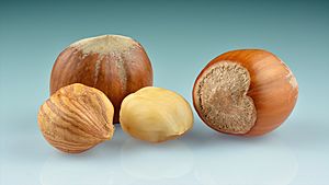 Hazelnuts (Corylus avellana) - whole with kernels