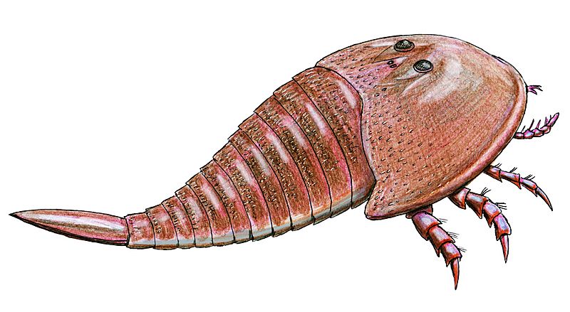 Hibbertopterus scouleri