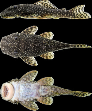 Hopliancistrus (10.1371-journal.pone.0244894) Figure 4.tiff