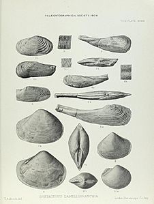 Illustration of Cretaceous Lamelliabranchia by Thomas Alfred Brock-Monograph of Palaeontographical Society-Vol63 1909 0255-Plate39