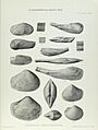 Illustration of Cretaceous Lamelliabranchia by Thomas Alfred Brock-Monograph of Palaeontographical Society-Vol63 1909 0255-Plate39