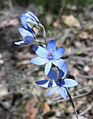 Jarrahdale Flower 2