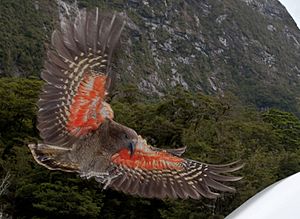 Kea about to land, displaying orange underside of wing
