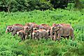 Kui Buri National Park (Prachuap Khiri Khan Province, Thailand