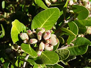 Lemonadeberry Rhus integrifolia in bloom, MBSP