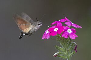 Macroglossum stellatarum01(js)