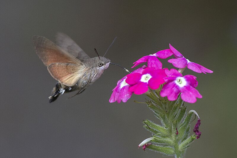 Macroglossum stellatarum01(js)