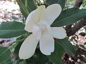 Magnolia pacifica.JPG