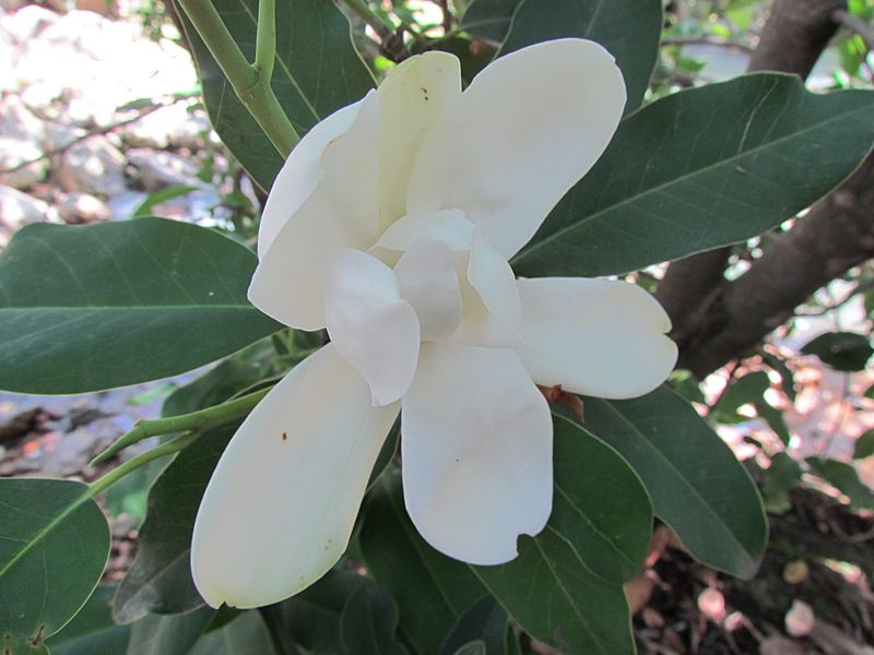 Magnolia pacifica