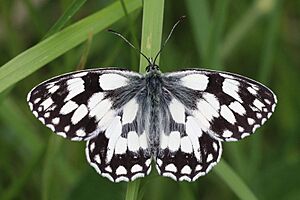 Marbled white (Melanargia galathea) male