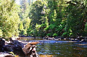 Mixed forest, the Styx River, Tasmania
