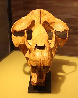 Moeritherium lyonsi skull front