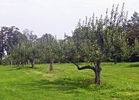 Montgomery Place orchard