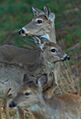 NC Deer