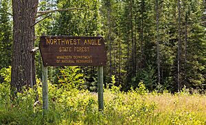 NWAngleStateForestMN